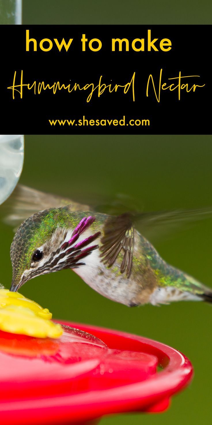 hummingbird nectar recipe